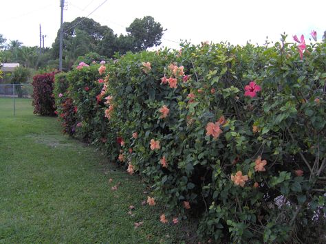 hibiscus hedge-such glorious privacy fencing. Hibiscus Hedge Gardens, Hibiscus Hedge, Tropical Yard, Privacy Hedges, Privacy Fencing, Privacy Hedge, Patio Privacy, Privacy Fences, Secret Gardens