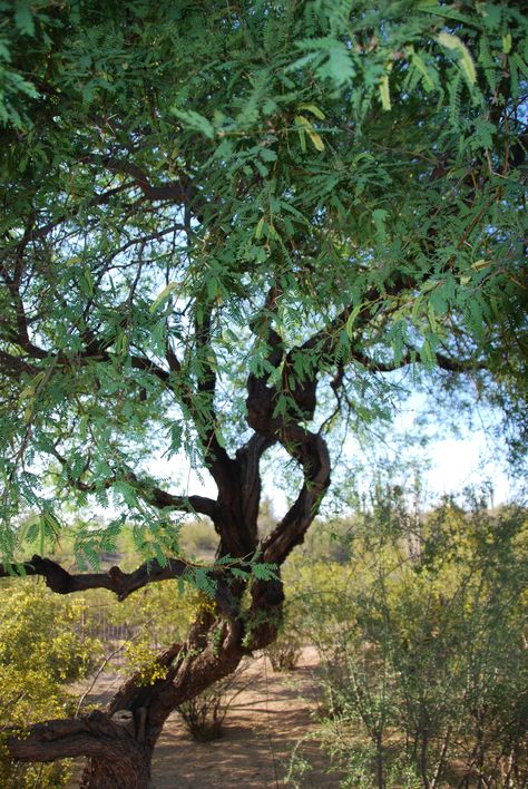 Lined Drawing, Book Locations, Mesquite Tree, Drawing Trees, Desert Gardens, Oil Painting Tutorial, Texas Art, Altered Photo, Sleeve Ideas