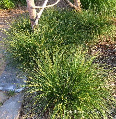 Carex Grass, Yard Water Fountains, Online Landscape Design, Lawn Alternatives, Florida Plants, Grasses Garden, Sandy Soil, Cold Frame, Ornamental Grasses