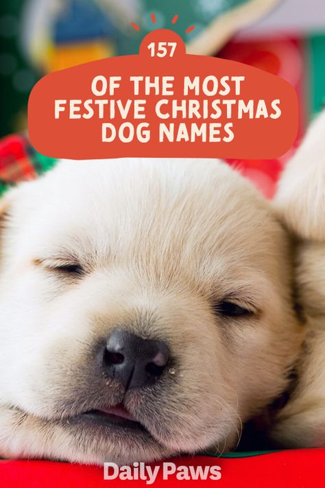 Celebrate the most wonderful time of the year by choosing a name for your puppy from this list of names inspired by Christmas and the joy it brings. #dognames #puppynames #puppyparents #cutedognames Male Dog Names List, Country Dog Names, Puppies Names Female, Puppy For Christmas, Dogs Names List, Funny Dog Names, Boy Dog Names, Girl Dog Names, Female Dog Names