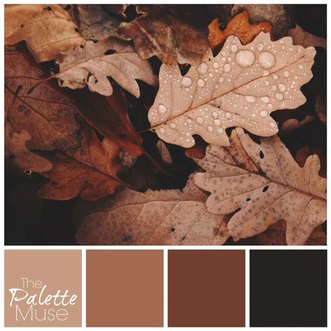 This rusty fall leaves palette brings together several warm shades of red-brown, for a cozy start to Autumn. Rusty Colour Palette, Autumn Shades Colour Palettes, Rusty Color Palette, Autumnal Colour Palette, Fall Colour Palette, Fall Pallets, Autumn Color Palette, Autumn Leaf Color, Autumn Palette