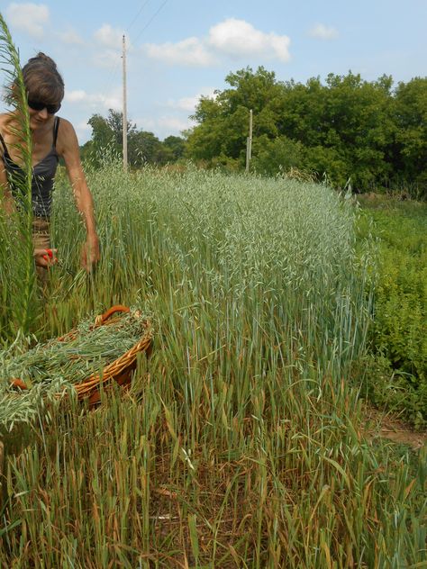 Milky Oat Seed Growing Grains, Eco Village Community, Milky Oats, Shepherd Hut, Medicine Herbs, Eco Village, Harvesting Herbs, Farm Fun, Red Clover