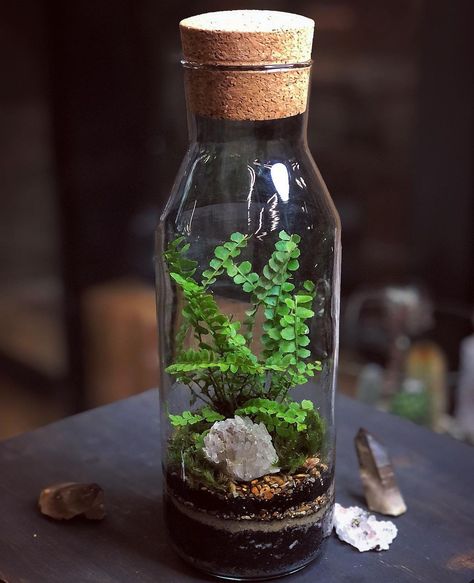 Jar Ecosystem, Glass Terrarium Ideas, Aqua Terrarium, Closed Terrarium Plants, Fish Tank Terrarium, Small Terrarium, Beautiful Terrariums, Diy Garden Fountains, Mini Terrarium