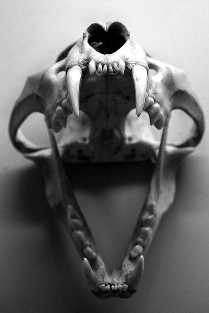 Filthy Image Thief Skull Reference, Animal Skeletons, Vulture Culture, Skeleton Bones, Cat Skull, Bone Art, Jaw Bone, Animal Bones, Anatomy Reference