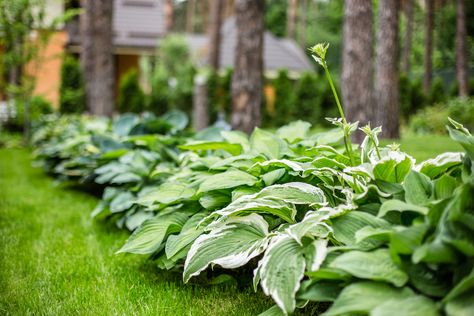 7 Plants That Will Thrive Under Any Conditions | The Home Team Flowers Under Tree, Hosta Care, Fall Backyard, Alocasia Plant, Arrowhead Plant, Shade Garden Plants, Hosta Plants, Chinese Money Plant, Leafy Plants