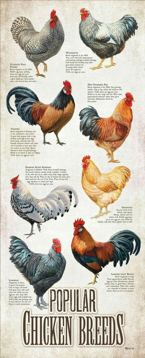 hen, rooster to hen ratio, rooster mounting hen, rooster and hen photos, rooster hen and chicks, chick hen or rooster, hen rooster illustration, hen rooster chick, rooster hen chick, hen or rooster, hen and rooster, hen from rooster, hen rooster, rooster hen art, hen or rooster chicks Hen Or Rooster, Chicken Breeds Chart, Chicken Composting, Hen Art, Bantam Chicken Breeds, Hen And Rooster, Rooster Illustration, Rooster Breeds, Brown Egg