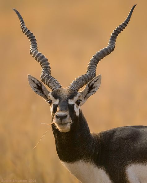 The blackbuck is an ungulate species of antelope native to the Indian Subcontinent that has been classified as near threatened by IUCN since 2003, as its range has decreased sharply during the 20th century. Blackbuck Antelope, Indian Jungle, Black Buck, Animals With Horns, Indian Subcontinent, Rare Animals, Fascinating Facts, Majestic Animals, African Wildlife