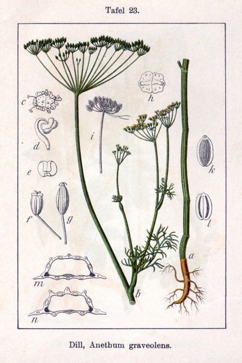 укроп dill Anethum Graveolens, Herbs Illustration, Antique Botanical Print, Scientific Illustration, Botanical Drawings, Old Book, Drawing Prints, Painting Illustration, Wikimedia Commons