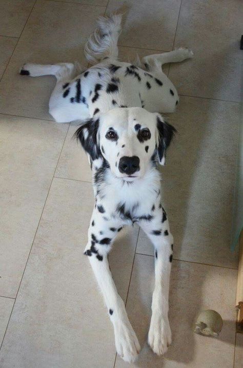 Dalmatian Long Hair, Long Haired Dalmatian Puppy, Long Haired Dalmatian, Reactive Dog, Dalmatian Puppy, Dalmatian Dog, Dalmatian Dogs, Dream Dog, Dogs Pooping