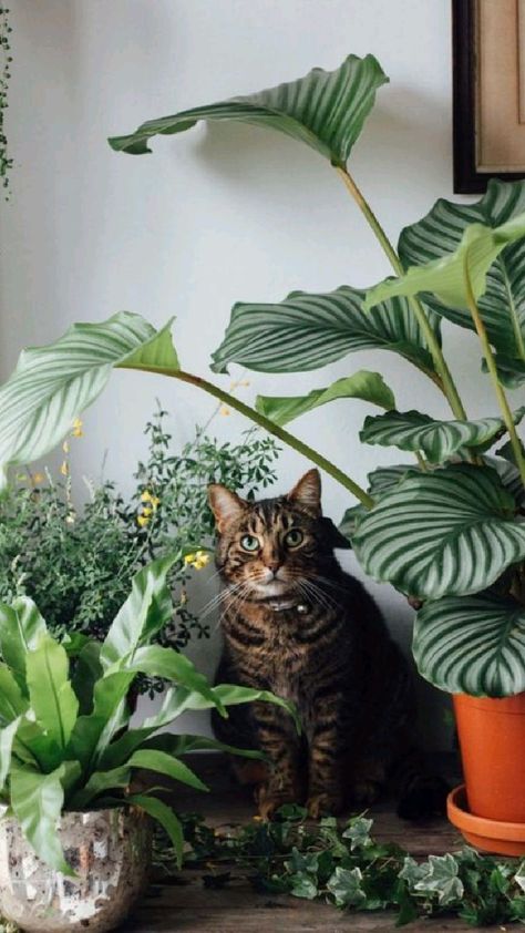 Cat Plants, Plant Aesthetic, Plant Mom, Jungle Animals, Urban Jungle, Home Decor Tips, Green Plants, Plant Life, 귀여운 동물