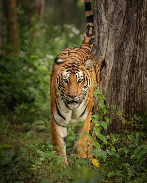 Young female tigers establish their first territories close to their mother's. The overlap between the female and her mother's territory reduces with time. . . . . . . . . . . . . . Follow @bigcatsindia for more  Pic Credits @harsha_b_photography  #bigcatsindia #bigcats #savebigcats #savetigers #savelions #saveleopards #savewildlife #savenature #savethetiger #wildlifeconservation #wildlifephotography #wildlifeindia #saveearth #wildlifeonearth #biodiversity #savecheetah #earthcapture #natureconse Indochinese Tiger, Female Tiger, Save The Tiger, Panthera Tigris, Save Wildlife, Save Nature, Golden Tiger, Nature Conservation, Wildlife Conservation