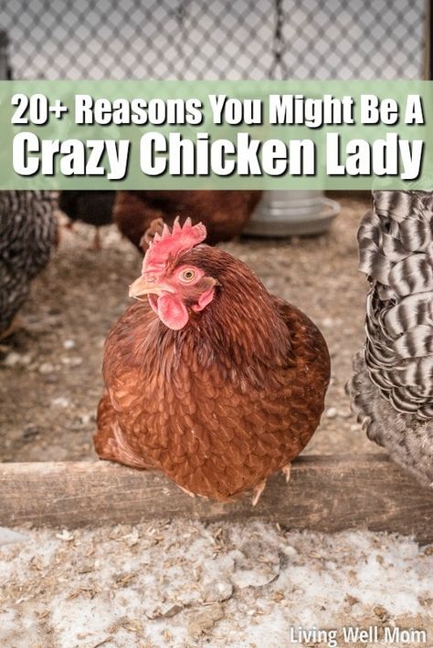 Chicken Diapers, Chicken Story, Make Life Better, Homemaking Tips, Crazy Chicken, Raising Backyard Chickens, Backyard Poultry, Crazy Chicken Lady, White Noise Machine