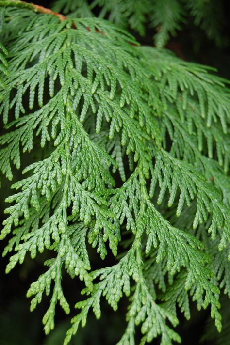 Cedar branches are flat, lustrous, and soft, and very fragrant. Cedar wood is used to make closets and trunks that keep insects and moths out of clothing. Cedar Branch Drawing, Cedar Branch Tattoo, Cedar Tree Tattoo, Red Cedar Tree, Plant Knowledge, Cedar Branch, Paper Palm Tree, Tree Branch Tattoo, Watercolor Botanicals