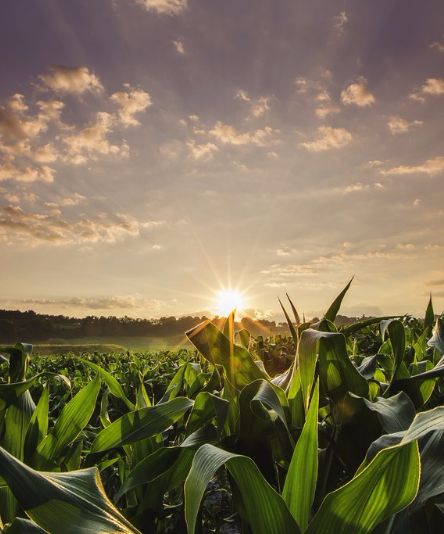 Food Abundance, Agriculture Photography, Agriculture Photos, Editing Websites, App Launch, Photo Editing Websites, Nature Desktop, Crop Field, Magazine Cover Template