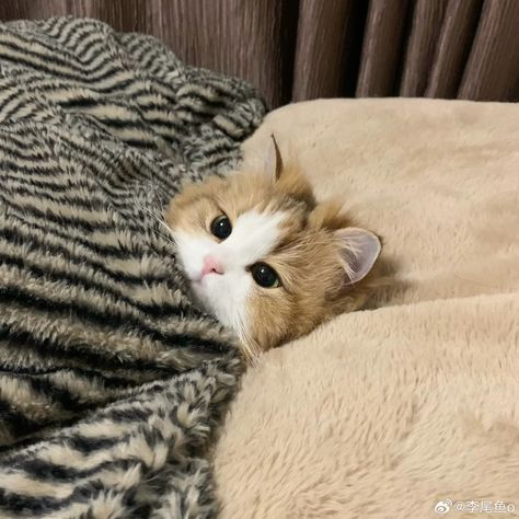 Sleepy Cats, Funny Looking Cats, Cute Cat Memes, Cute Cat Gif, Silly Cats Pictures, Sleepy Cat, Kittens And Puppies, Cute Baby Cats, Cat Aesthetic