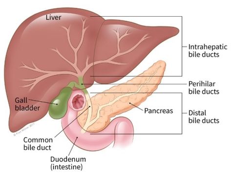 Bile Duct, Oncology Nursing, Medical Examination, The Liver, Medical Information, Nursing Students, Staging, The Process, Different Types