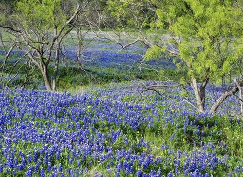 What’s the Texas State Flower?The BlueBonnet is the official state flower of the state of Texas. The post What’s the Texas state flower? appeared first on Tex.Org. Texas State Flower, High Country Gardens, American Meadows, Texas Bluebonnets, Wildflower Garden, Road Trip Hacks, Road Trip Essentials, Texas State, Wildflower Seeds