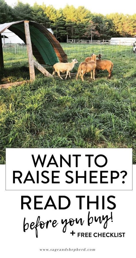 raising sheep sage and shepherd farm Sheep Shelter, Raising Sheep, Sheep Pen, Livestock Trailers, Raising Farm Animals, Sheep Breeds, Future Farms, Building A Chicken Coop, Mini Farm