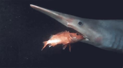 #goblin #shark #oceanlife #sea Shark Gif, Cute Goblin, Deep Sea Sharks, Ocean Gif, Fish Gif, Goblin Shark, Animals Reference, Rare Species, Unusual Animals