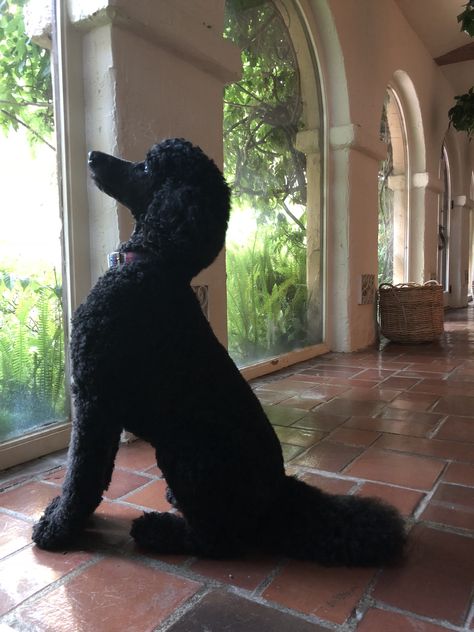 Black Poodles Standard, Standard Black Poodle, Standard Poodle Black, Black Poodle Aesthetic, Standard Poodle Aesthetic, Poodle Puppy Cut, Poodle Hairstyles, Standard Poodle Haircuts, Black Standard Poodle