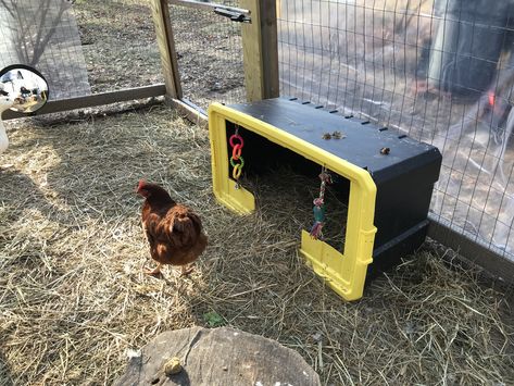 Tote used for daytime shelter for the chickens and ducks with parrot and dog toys hanging. Easy Chicken Shelter, Chicken Feeder Shelter, Diy Chicken Shelter, Chick Enrichment, Chicken Entertainment, Chicken Care 101, Quack Shack, Chicken Run Ideas, Backyard Updates