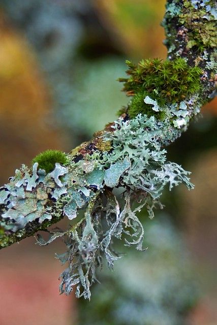 Mossy Branch | Just a bit of texture. A project. | Steven Murray | Flickr Lichen Tattoo, Moss Tattoo, Moss Aesthetic, Moss And Lichen, Moss Photography, Lichen Moss, Plant Fungus, Creation Art, 3d Quilling