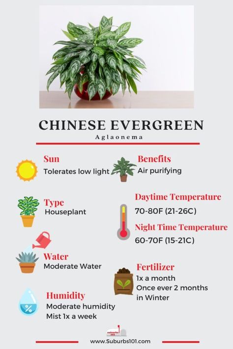 10 Tips on How to Care for your Chinese Evergreen (Aglaonema) Caladium Care, Plant Care Cards, Chinese Evergreen Plant, Chinese Plants, Easy To Grow Houseplants, Best Houseplants, Room Plants, Plant Benefits, Household Plants