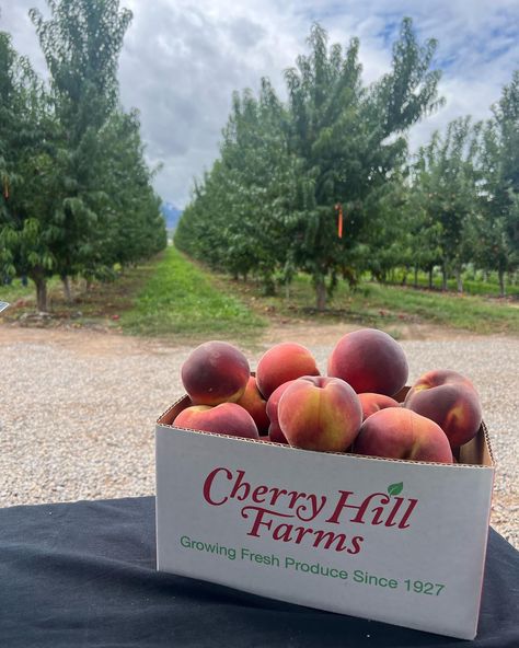 You guys! We just had our U-Pick at the orchard and these peaches are to die for! Also look at the cute orchard view🤍 #utahvenue #weddingvenue #utah #orchardvenue Peach Orchard, Cherry Hill, Southern Belle, Fresh Produce, Cider, Wedding Venues