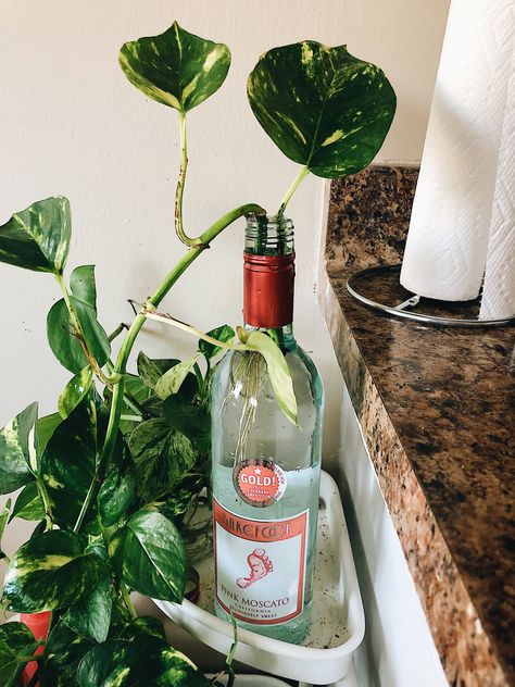 Bottle plants • Pothos plants can drive in water! Take your favourite sparkling juice/ win bottle, thoroughly clean the inside, and stick a plant clipping in them! Fill it with water and fertilize as necessary! They will flourish and grow! It is your choice as to whether you want to put the thriving clipping in dirt or keep it in the bottle! Alcohol Bottle Plants, Win Bottle, Plants Pothos, Old Liquor Bottles, Empty Liquor Bottles, Bottle Plant, Water Crystals, Pothos Plants, Sparkling Juice