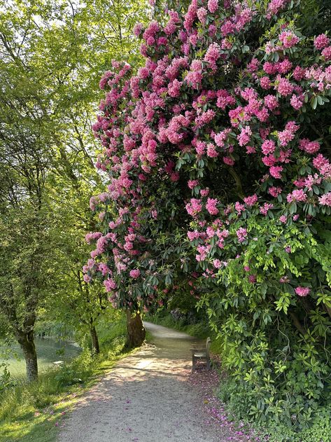 rhododendron with bright pink flowers blooming in a garden near a path Propagate Basil, Rhododendron Garden, Plant Structure, Azalea Flower, Acid Loving Plants, Spot The Difference, Plant Guide, Inspiring Things, Companion Planting