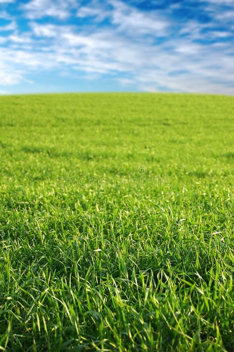 Grass Field Aesthetic, Green Field Aesthetic, Green Grass Aesthetic, Grass Reference, Filter Golden Hour, Simulation Aesthetic, Green Grass Wallpaper, Grass Picture, Grass Images