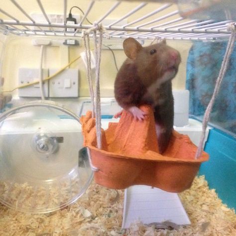 Maki with her egg carton hammock. Diy Pet Mouse Toys, Hamster Toys Diy, Rat Cage Diy, Diy Hamster Toys, Diy Rat Toys, Hamster Diy Cage, Rattus Rattus, Rat Care, Hamster Life