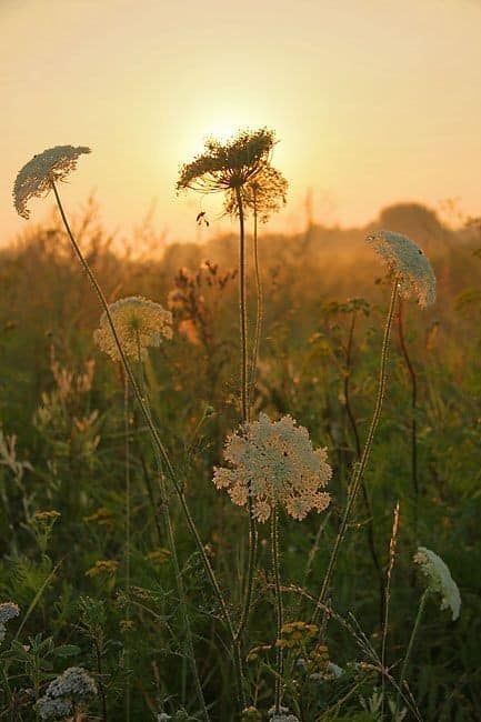 Daucus Carota, Last Day Of Summer, The Secret Garden, Queen Annes Lace, The Meadows, End Of Summer, Coven, Queen Anne, Country Life