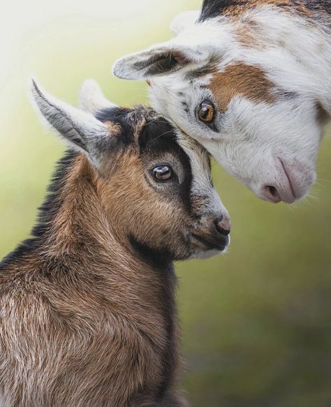 African Animals Photography, Goat Picture, Goat Paintings, Pygmy Goats, Mini Goats, Sheep Illustration, Tattoos Inspo, Goat Art, Pygmy Goat