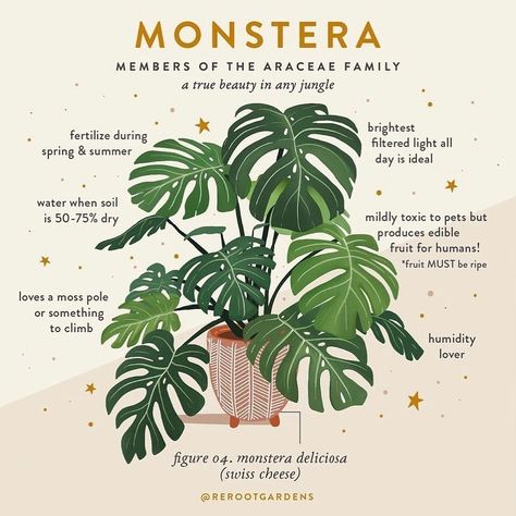 Monstera Plant Aesthetic, Monstera Care, Planta Interior, Outdoor Greenery, Plant Goals, Plant Care Houseplant, Plant Journal, Plant Parent, Plant Hacks