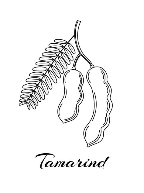 Tamarind Illustration, Tamarind Drawing, Tamarind Vector, Juice Business, Outline Pictures, Black And White Clipart, Bunny Sketches, Outline Images, Tree Sketches