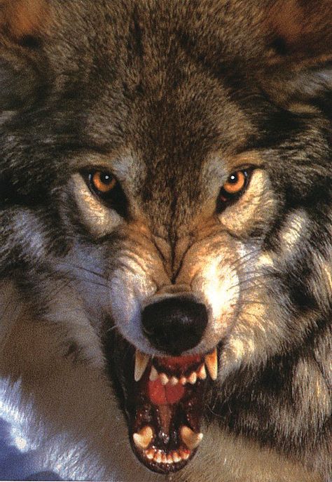 valeu a pena...???? Wolf Growling, Lup Singuratic, Snarling Wolf, Angry Wolf, Wolf Eyes, Wolf Face, Wolf Photos, Wolf Wallpaper, Wolf Love