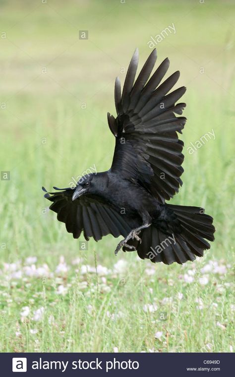 Download this stock image: American Crow in Flight - vertical - C6949D from Alamy's library of millions of high resolution stock photos, illustrations and vectors. Crow In Flight, Raven Flying, Crow Pictures, Rabe Tattoo, Crow Photos, Crow Flying, Crows Drawing, American Crow, Raven Bird