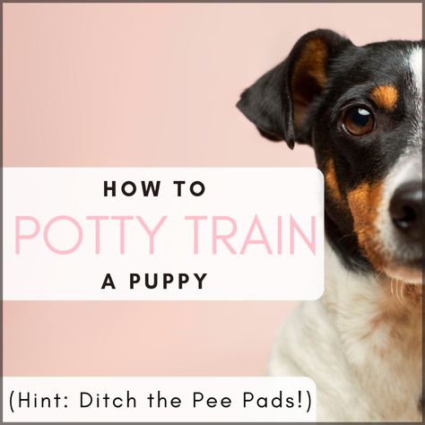 While pee pads may seem like a great potty-training tool, they end up reinforcing the wrong behaviors. Here's why you should avoid wee-wee pads and focus on potty training your pup without taking any shortcuts. Potty Training Tools, How To Potty Train, Wee Wee, Train Your Puppy, Puppy Obedience Training, Potty Pads, Easiest Dogs To Train, Potty Train, Puppy Pads