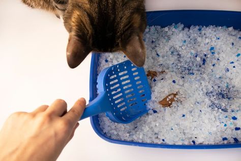 Why Does My Cat’s Poop Smell So Bad? | Great Pet Care What Cat, Healthy Cat, Cat S, Pet Odors, Homeopathic Remedies, Cat Health, Litter Box, Cat Pin, Food Allergies