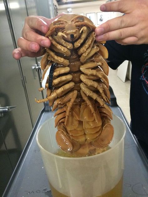 The Giant Isopod, Found In The Deep Seas And Is An Example Of Deep-Sea Gigantism Bathynomus Giganteus, Giant Huntsman Spider, Giant Isopod, Huntsman Spider, Creepy Food, Creepy Animals, Cursed Memes, Animal Encounters, Giant Animals