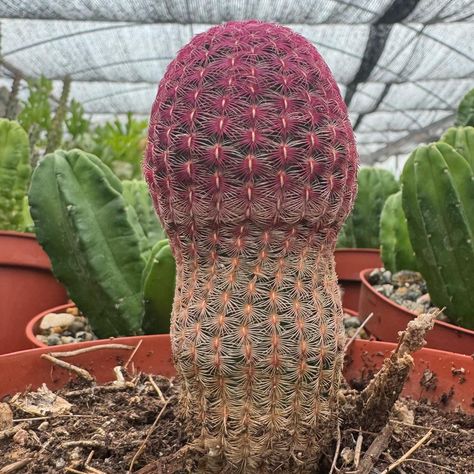 😁😁😂😂 Rainbow Hedgehog Cactus - Echinocereus rigidissimus ‘Rubispinus’….. Rainbow Hedgehog Cactus, Cactus, Rainbow