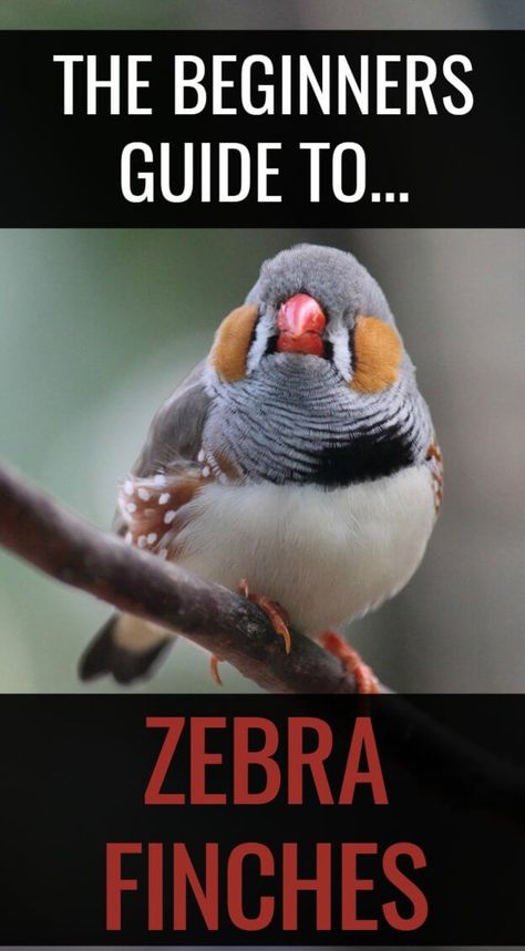 Wondering how to keep zebra finches? These stunning little birds are easy to keep as pets when you follow these simple steps to success... Finch Cage, Zebra Finches, Zebra Finch, Finches Bird, Bird Aviary, Bird Care, Steps To Success, African Grey Parrot, Diy Birds