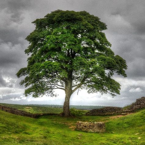 Sycamore Gap Tree, Sycamore Seed, Sycamore Gap, Bell Witch, Wall Stretch, Hadrian’s Wall, Hadrian's Wall, Sycamore Tree, Hadrians Wall