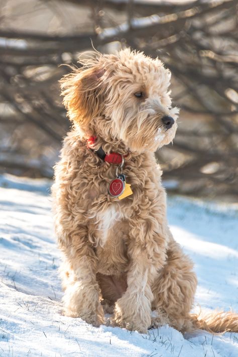 🐾 Ever wondered why designer dog breeds are irresistibly cute, blending the best traits of two purebreds? 🐶✨ Let's uncover the truth behind designer dog breeds! 🕵️‍♂️🐕 #DesignerDogs #PuppyLove Goldendoodle Miniature, Designer Dogs Breeds, Labradoodle Goldendoodle, Snow Time, Designer Dogs, Good Traits, Mini Goldendoodle, Purebred Dogs, Designer Dog