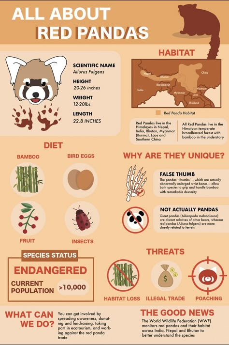 Zoology Aesthetic Notes, Infographic Design Animal, Zoo Infographic, Red Panda Infographic, Zoo Education, Inspirational Animal Quotes, Panda Habitat, Animals Name In English, Animal Infographic