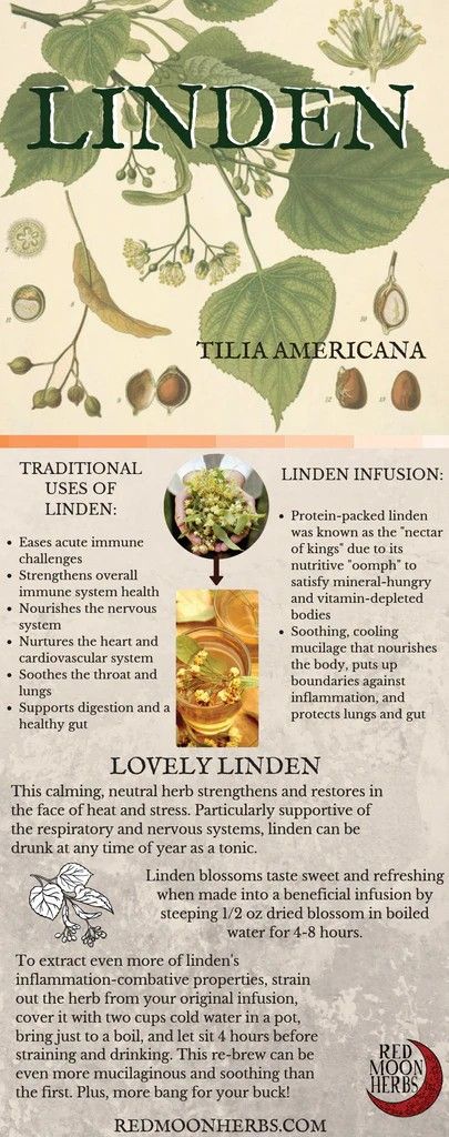 Linden Tea Benefits, Linden Tea, Linden Leaf, The Respiratory System, Magia Das Ervas, Health And Fitness Magazine, Turmeric Tea, Natural Antibiotics, The Nervous System