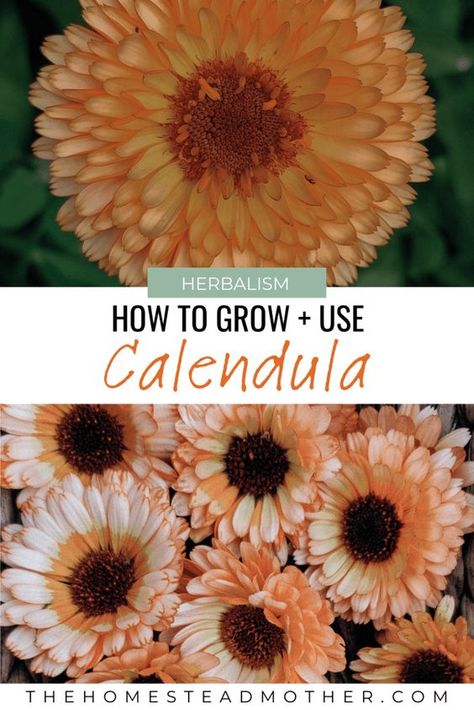 how to grow calendula Growing Calendula, Home Apothecary, Backyard Flocks, Plant Guide, Garden Journal, The Homestead, Herbal Oil, Dehydrator Recipes, Growing Herbs