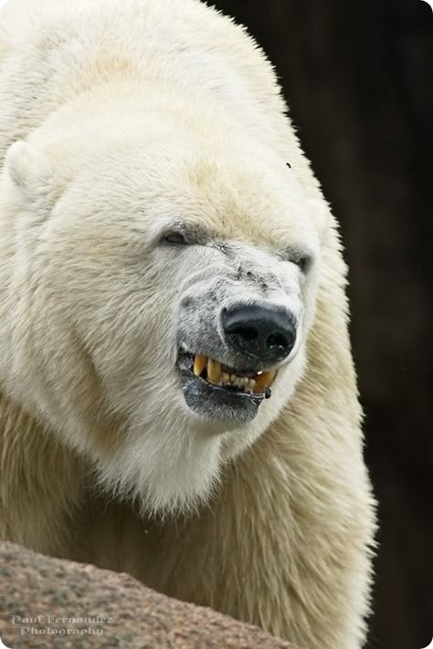 reminder that polar bears bite Angry Bear, Angry Animals, Snow Bear, Bear Pictures, Majestic Animals, Animal Totems, Bear Art, Polar Bears, Grizzly Bear