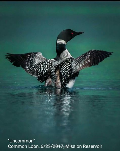 Beautiful Loon Loon Photo, Loon Tattoo, Loon Art, Common Loon, Tattoo Animal, Painting Birds, Shorebirds, Bird Pictures, Bird Drawings